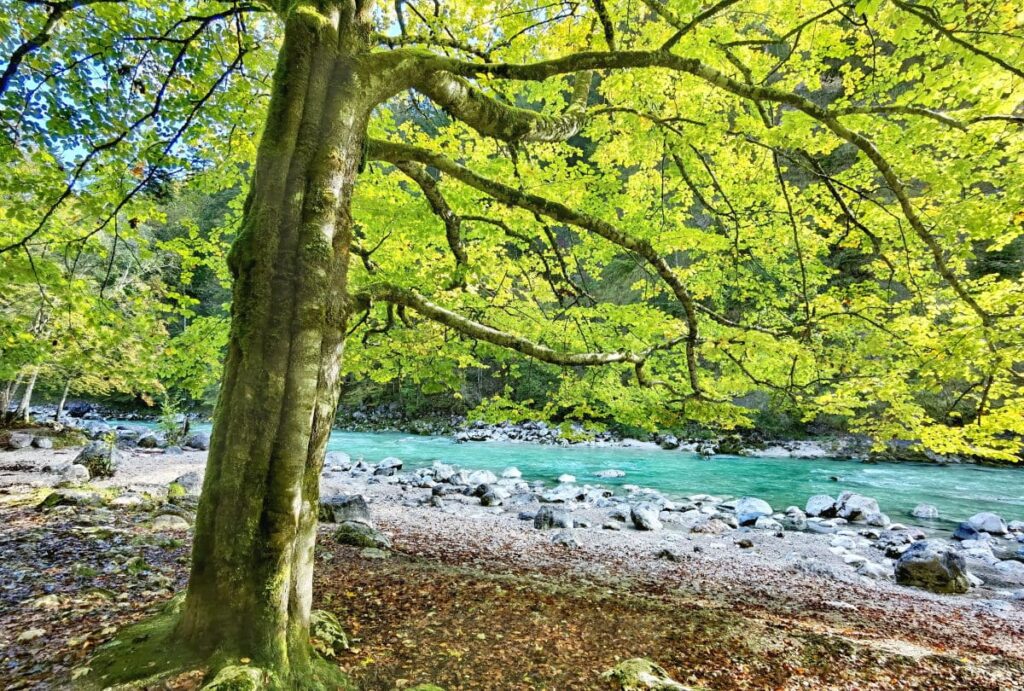 Türkisgrün schimmert die Brandenberger Ache in der Sonne