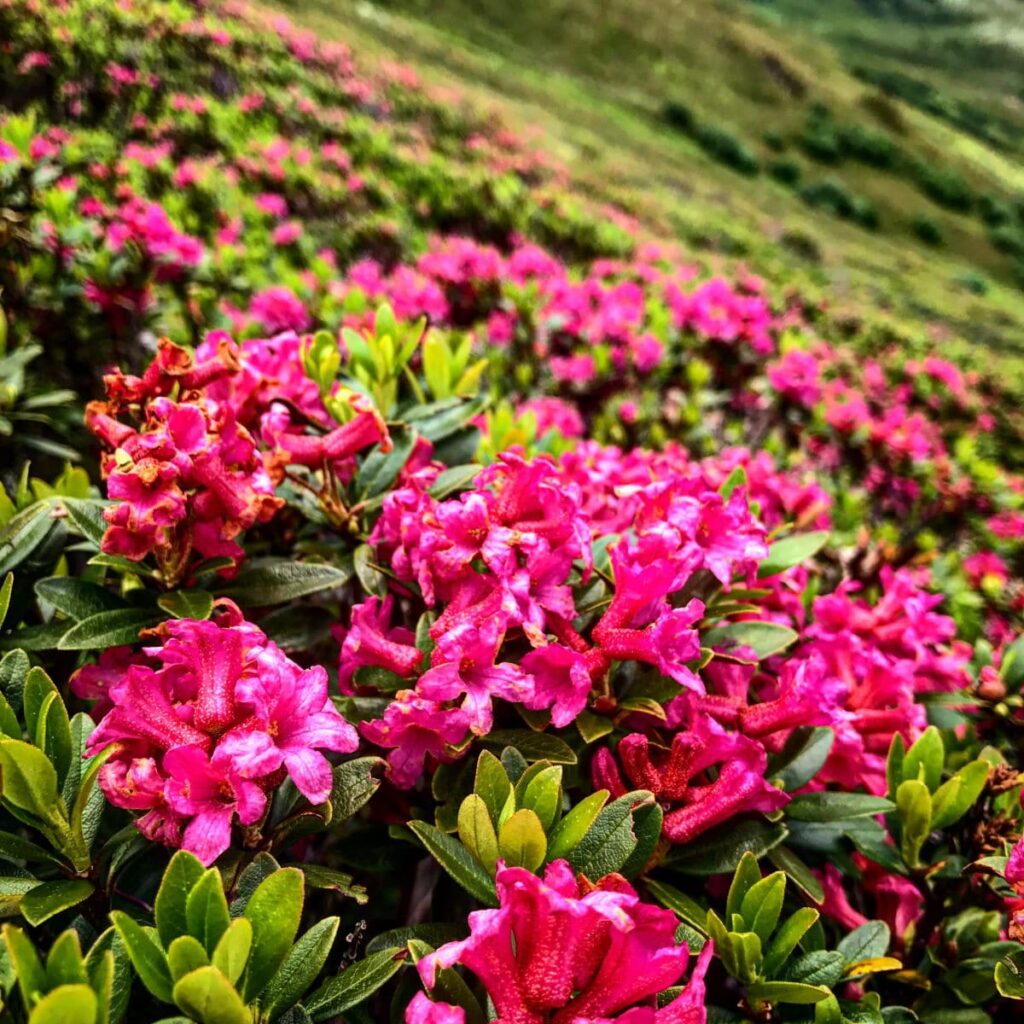 Almrosen-Meer im Alpbachtal auf dem Wiedersberger Horn